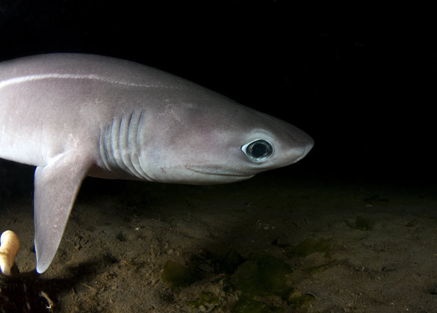 young sixgill shark