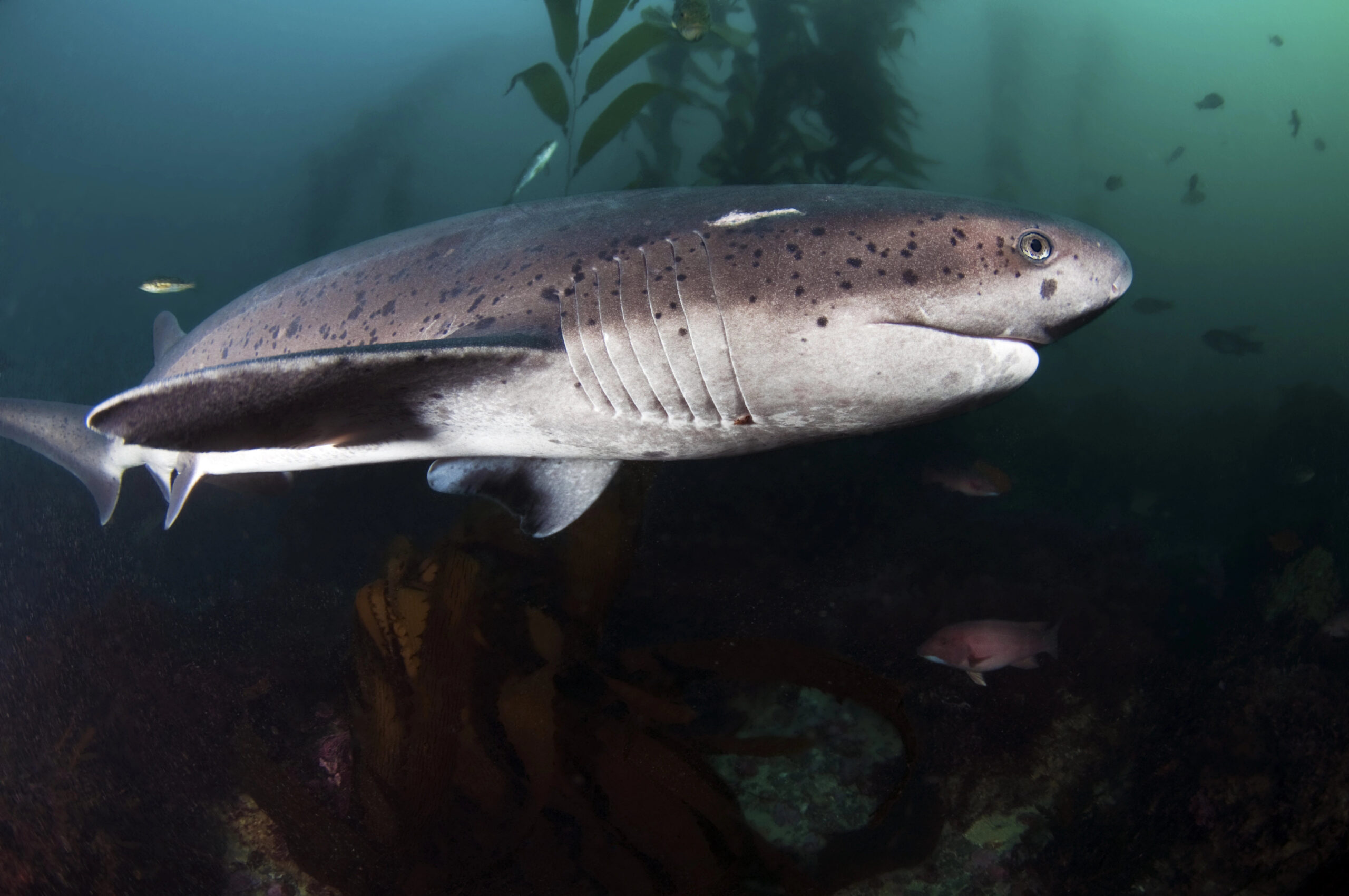 Broadnose Sevengill Shark