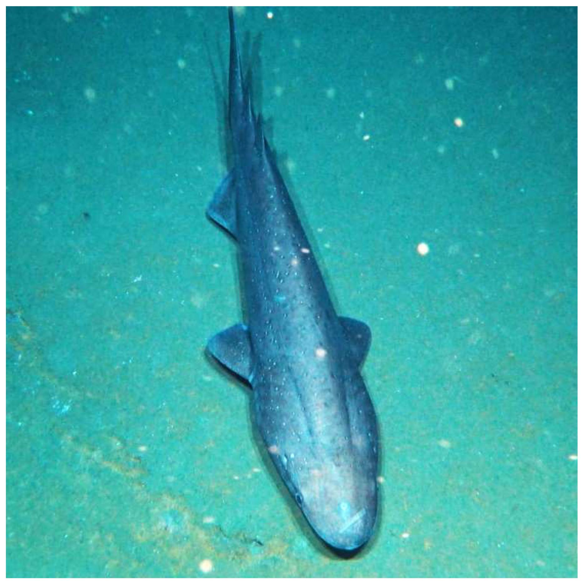 Bramble Shark