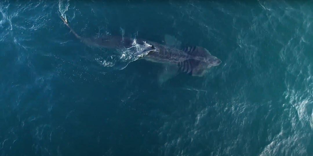 Basking shark NOAA top view