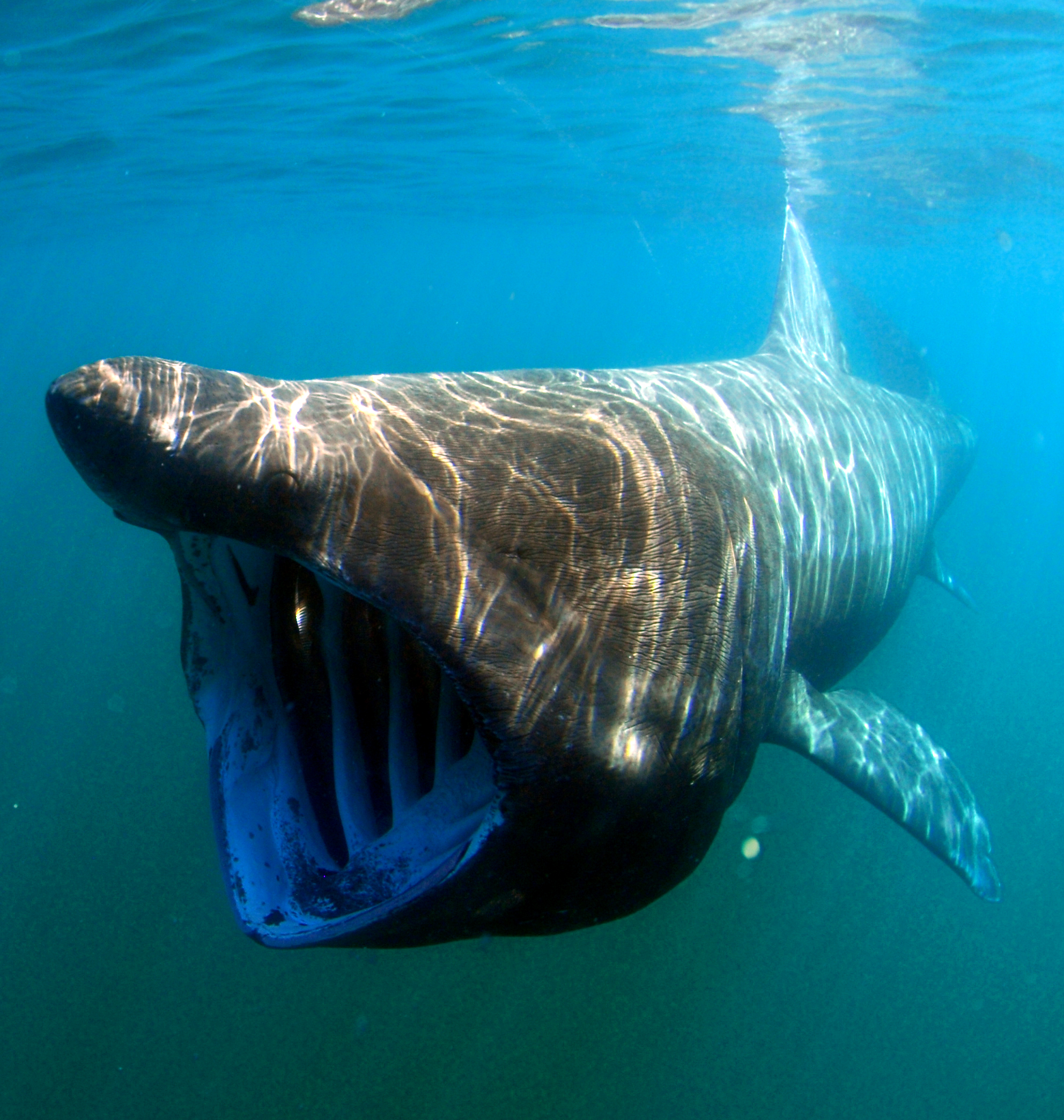 Basking Shark - NOAA Fisheries