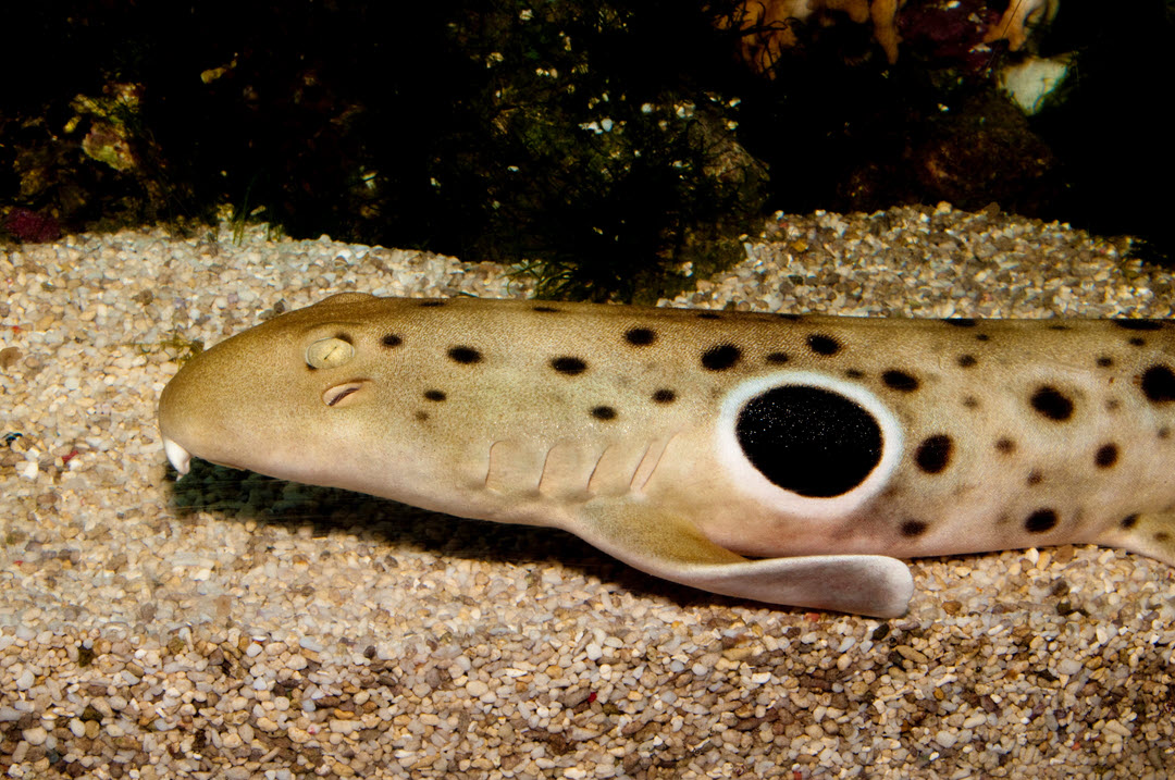 Epaulette Shark resting