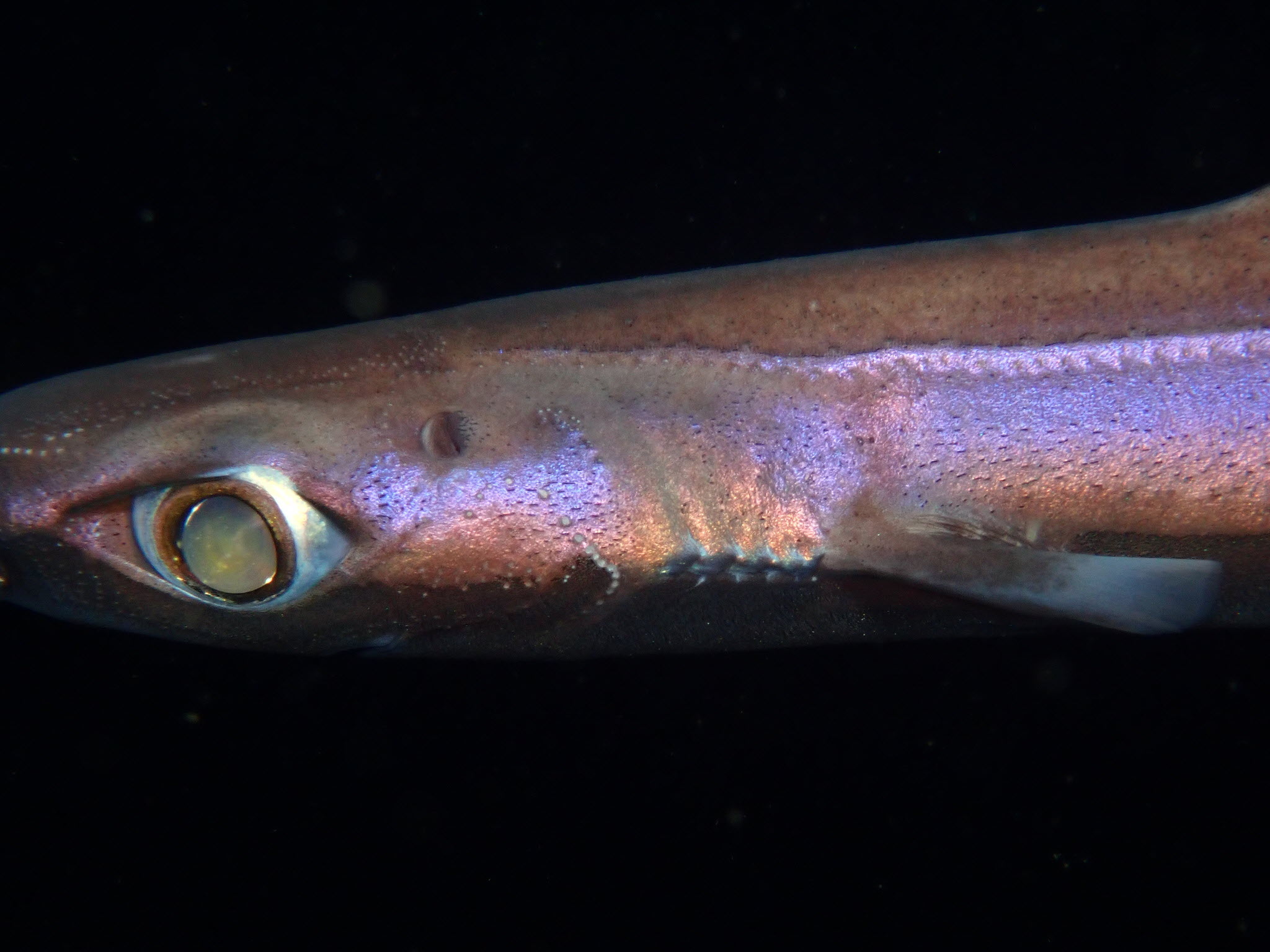 Vsevolod Rudyi, CC BY 4.0 <https://creativecommons.org/licenses/by/4.0>, via Wikimedia Commons Velvet Belly Lantern Shark