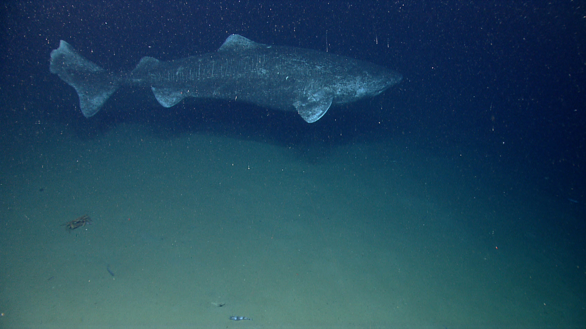 Greenland Shark NOAA