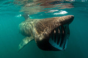 NOAA Basking Shark ocean