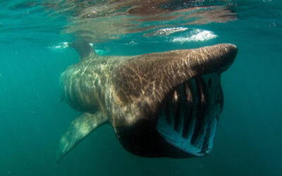NOAA Basking Shark ocean