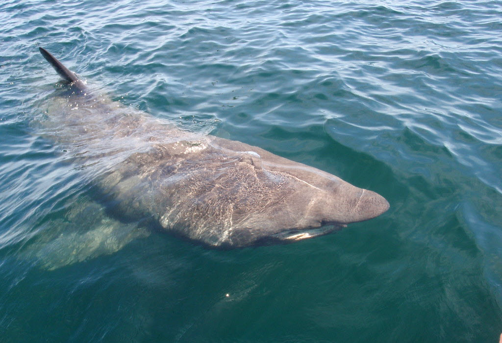 NOAA Basking Shark