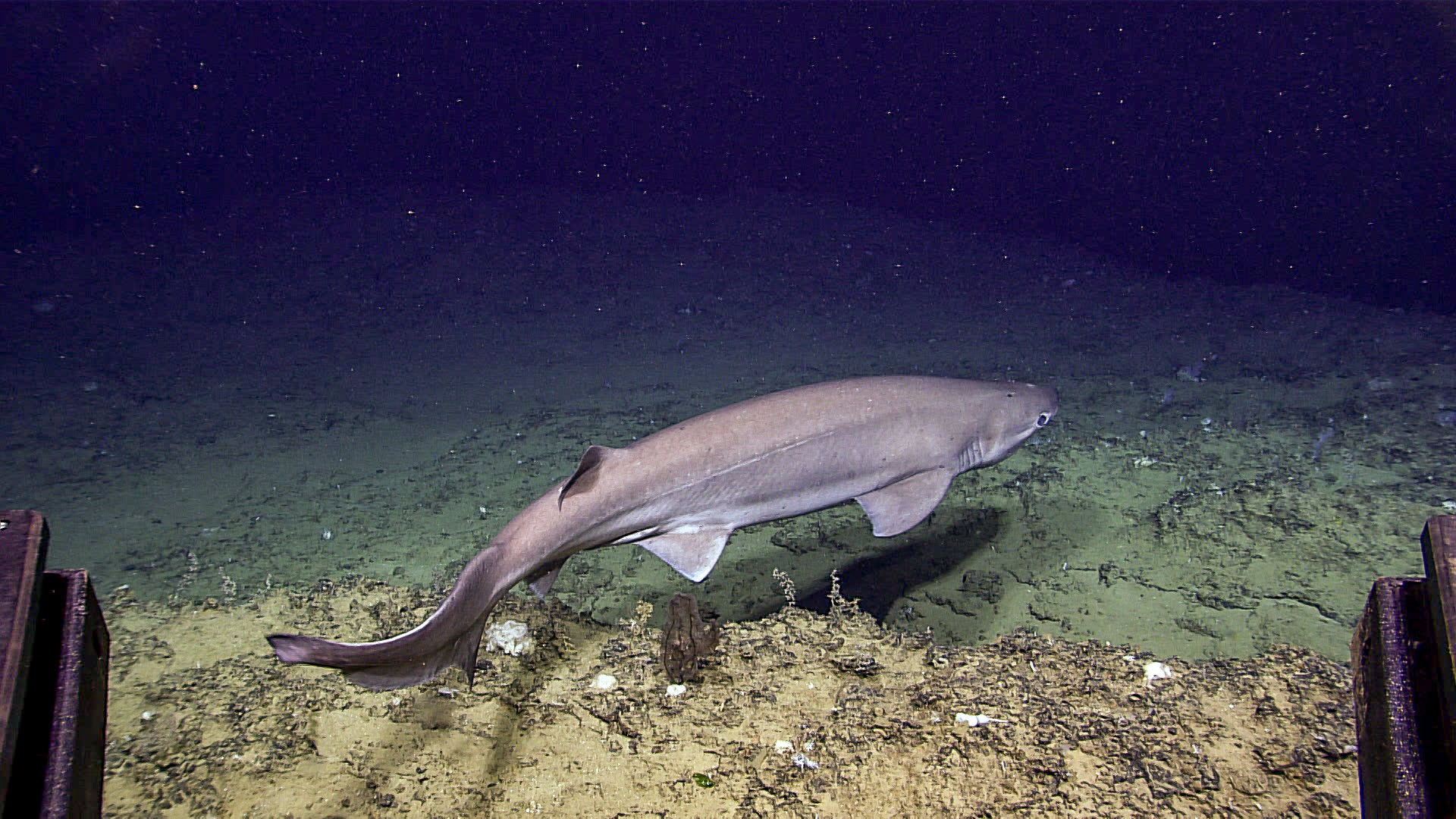NOAA bluntnose sixgill 2022 NOAA bluntnose sixgill 2022