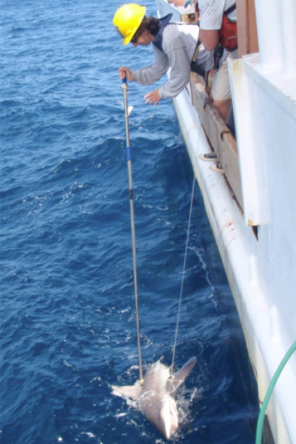 NOAA tagging a shark