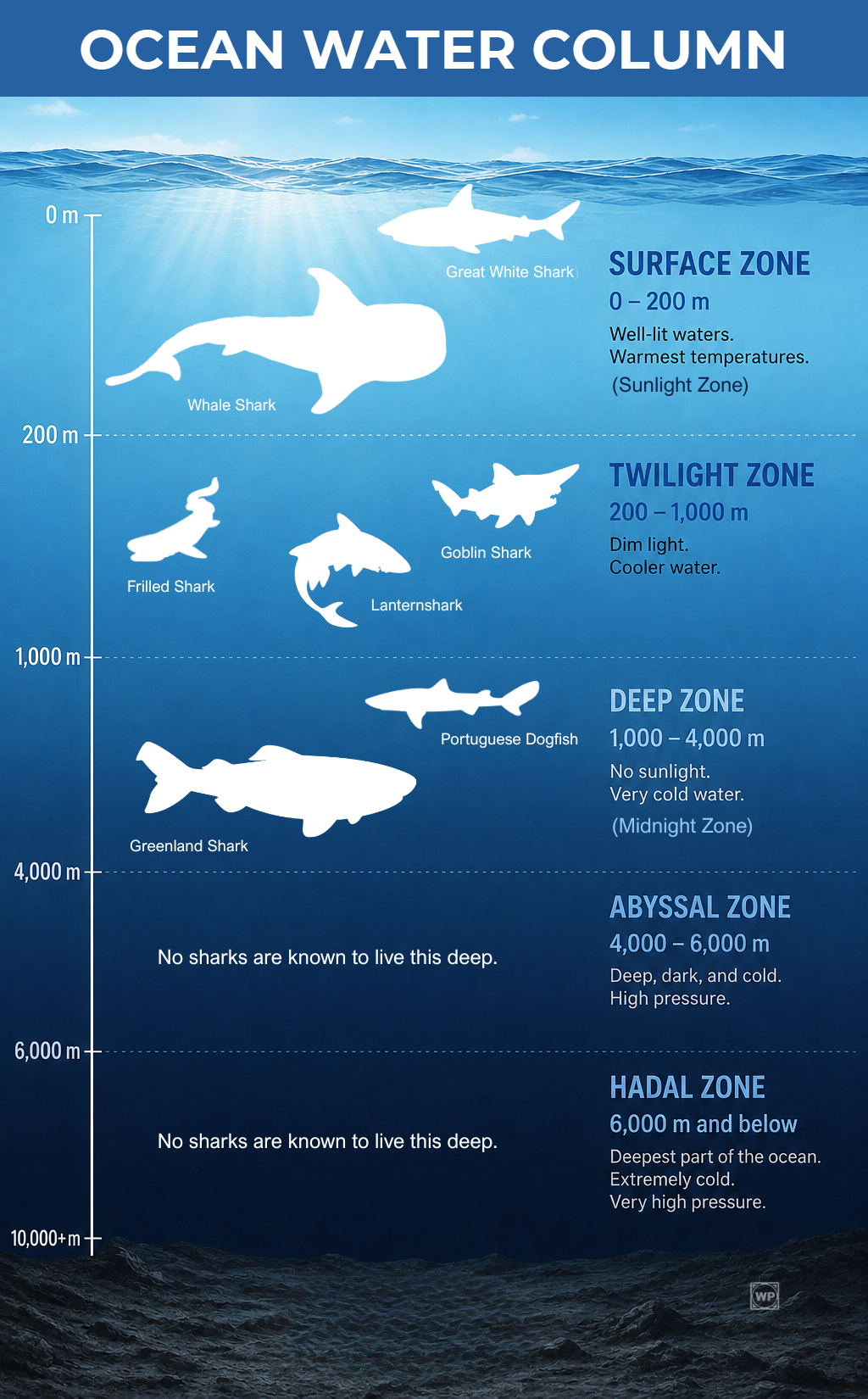 Ocean Water Column - Illustration