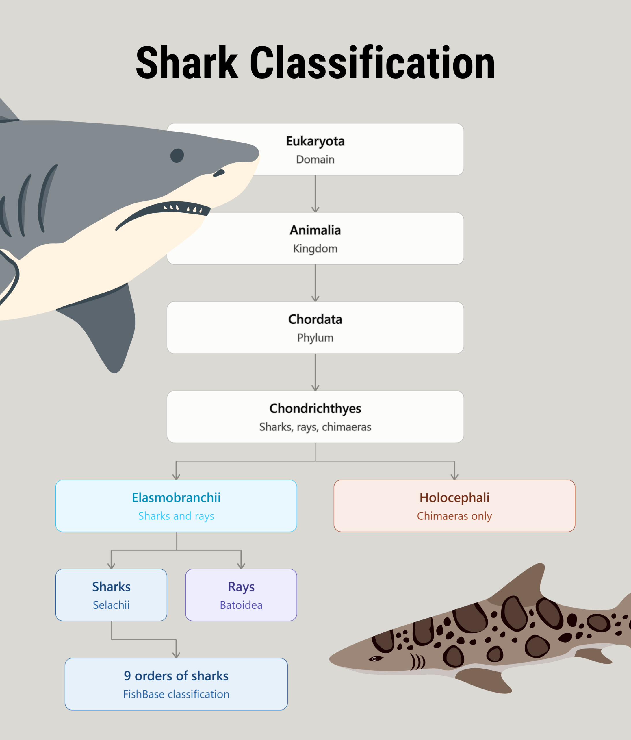 Shark Classification Chart