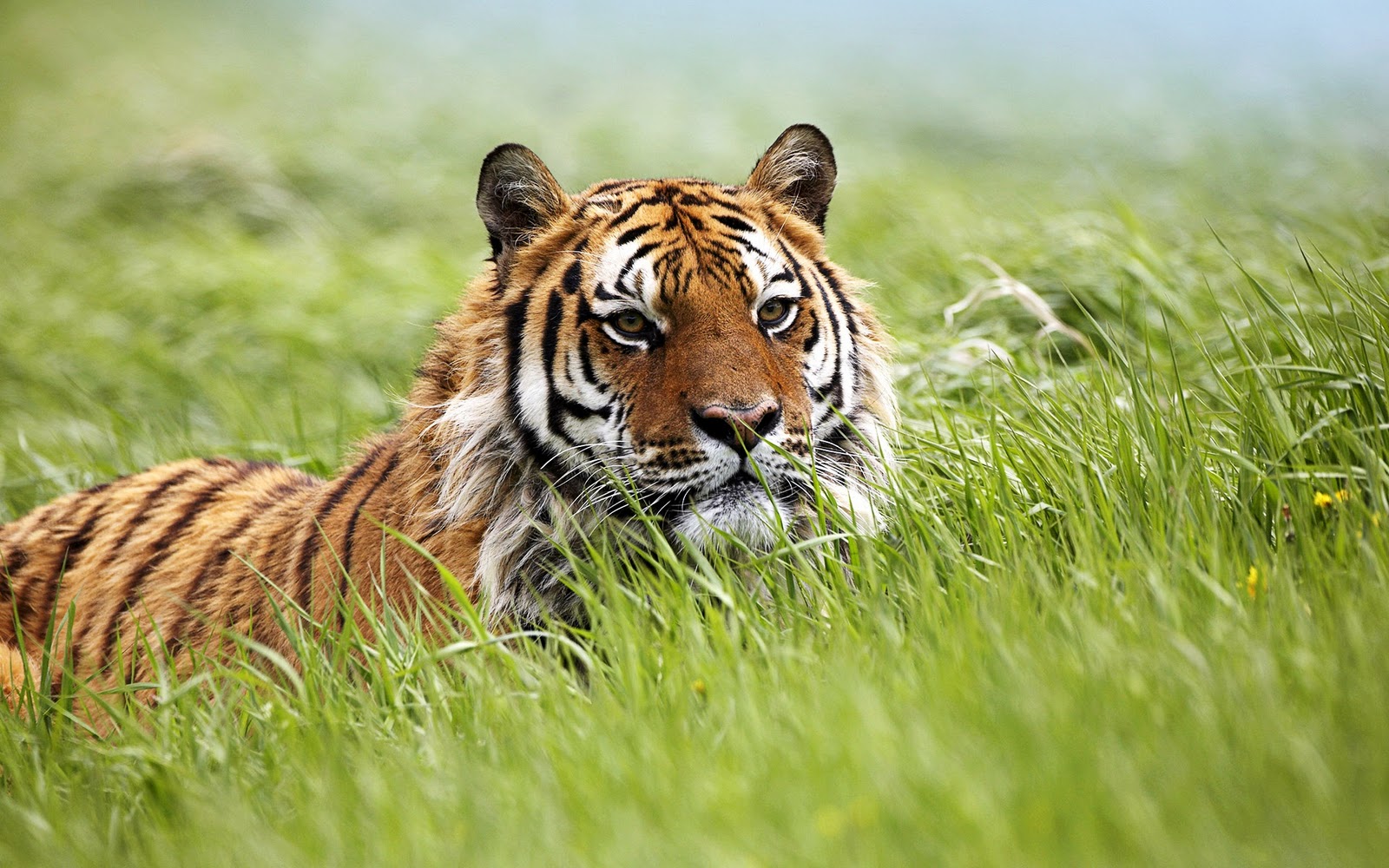 Tiger in the grass