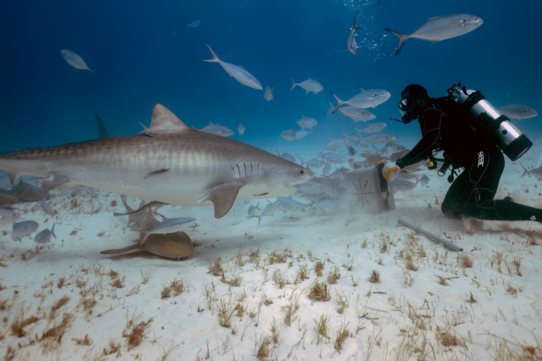 Tiger shark interacting with diver