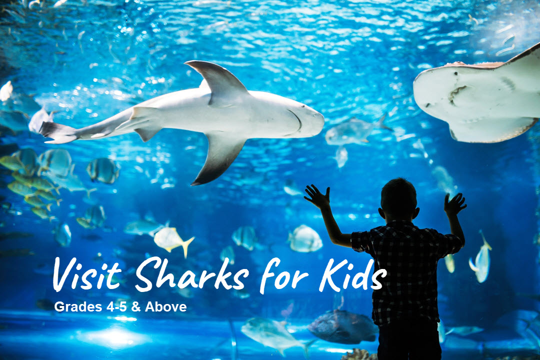 Visit sharks for kids Visit sharks for kids
