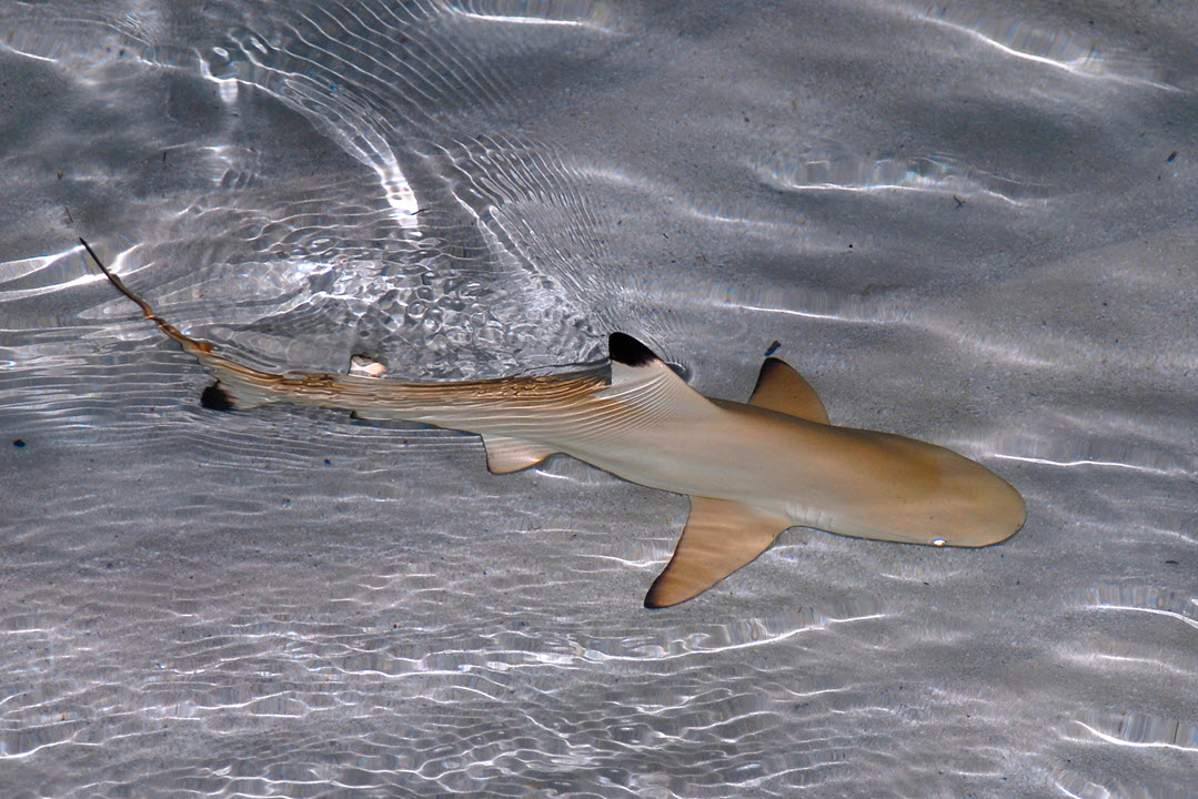 Young blacktip shark