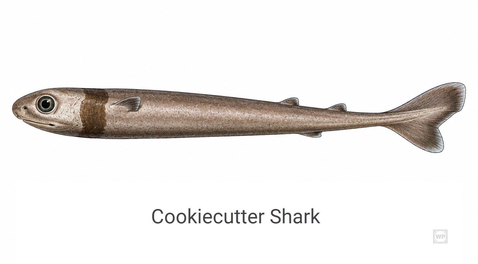 a cookiecutter shark illustration