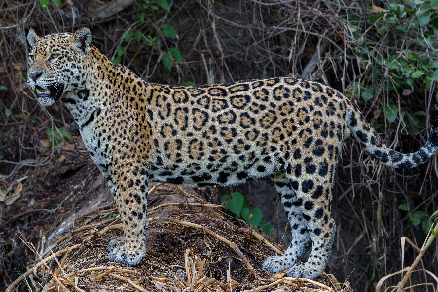a hunting jaguar