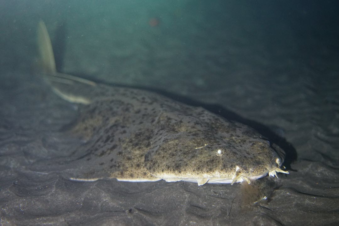 angel shark floor bottom angel shark floor bottom