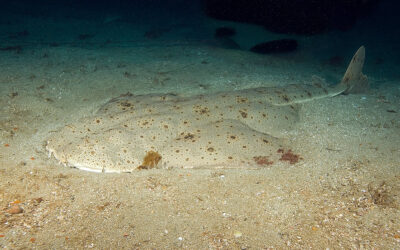 angel shark species