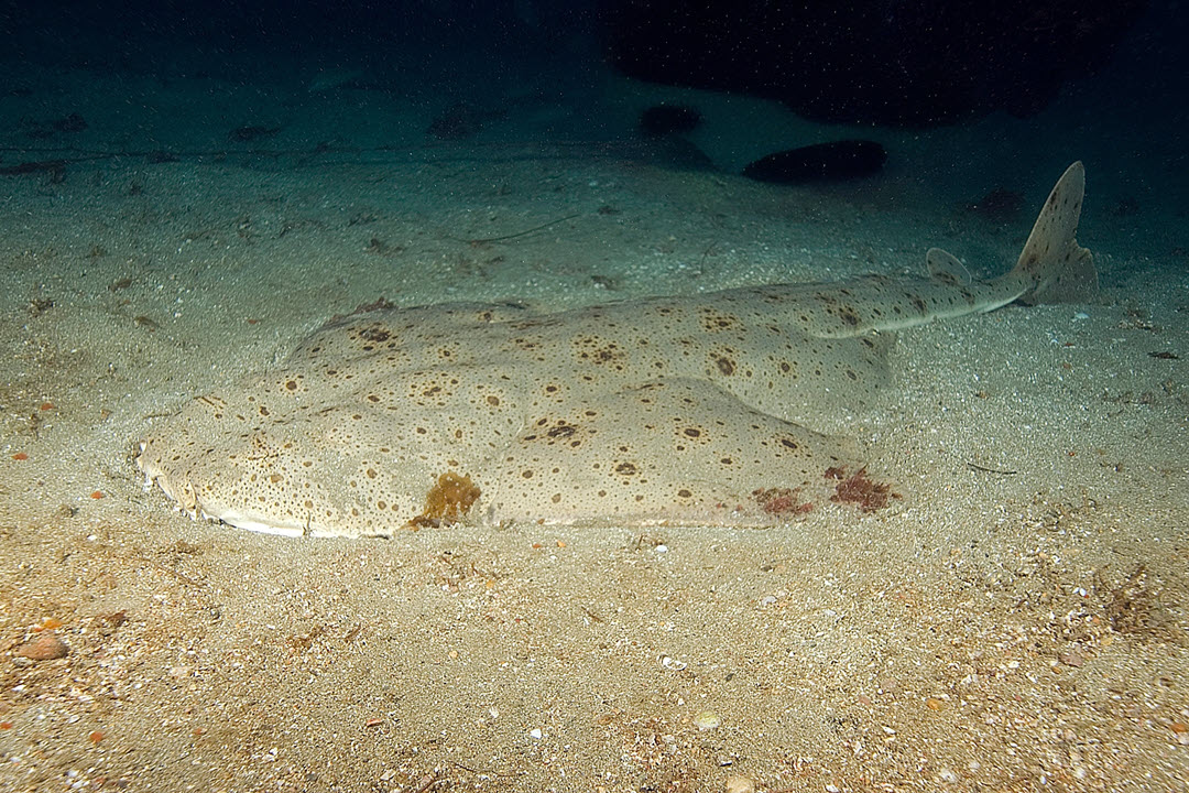angel shark sandy bottom
