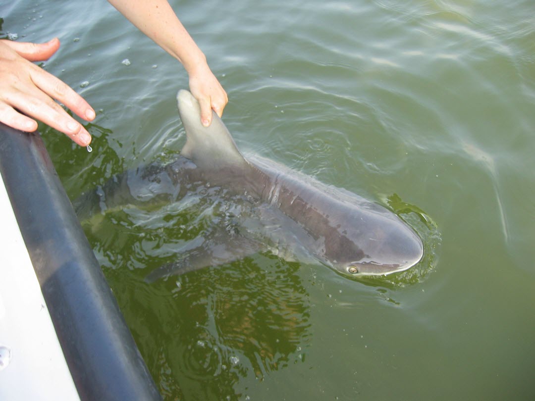 baby shark - sandbar