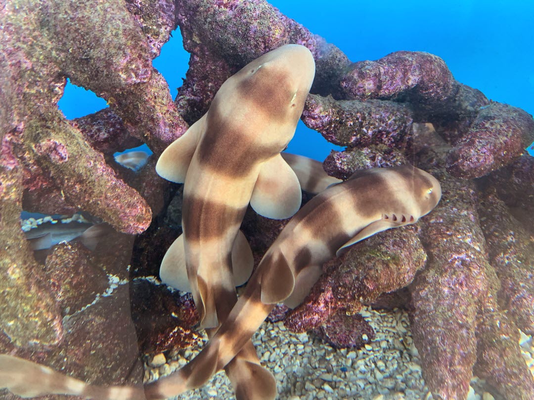 bamboo sharks juvenile wikicommons