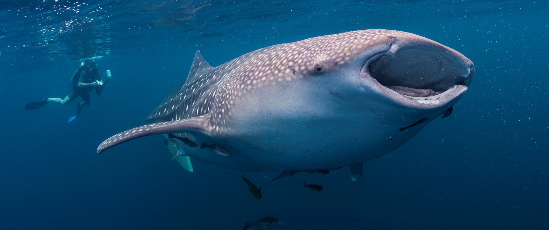 big whale shark and diver