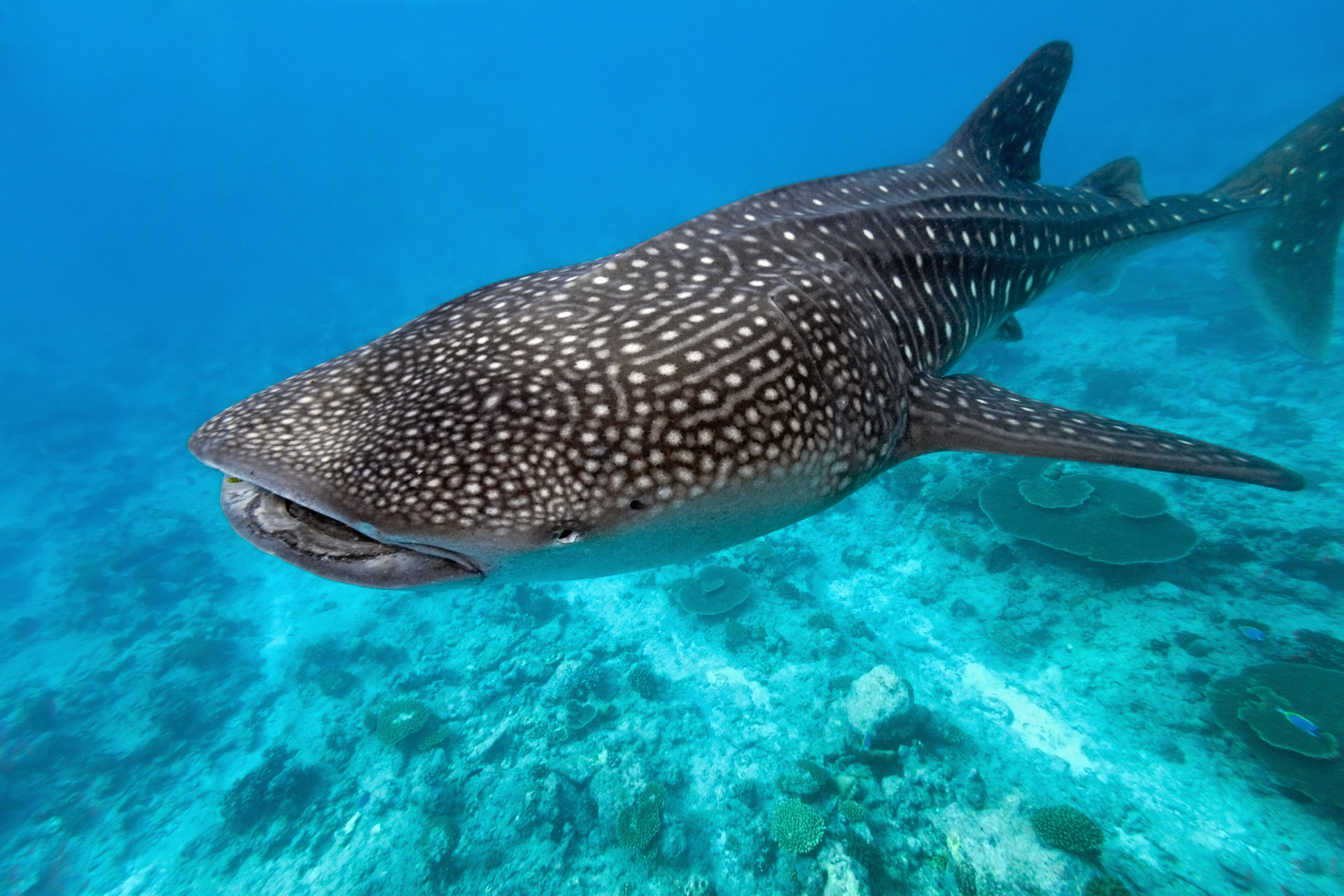 big whale shark - sharks for kids big whale shark - sharks for kids