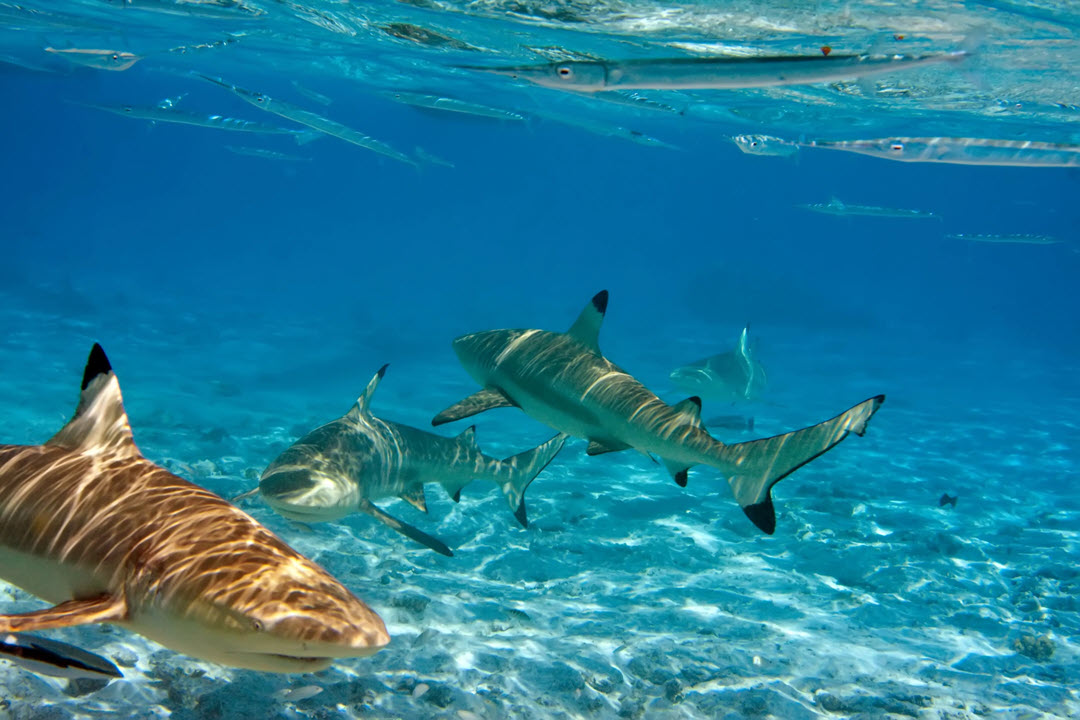 blacktip group sharks ocean floor