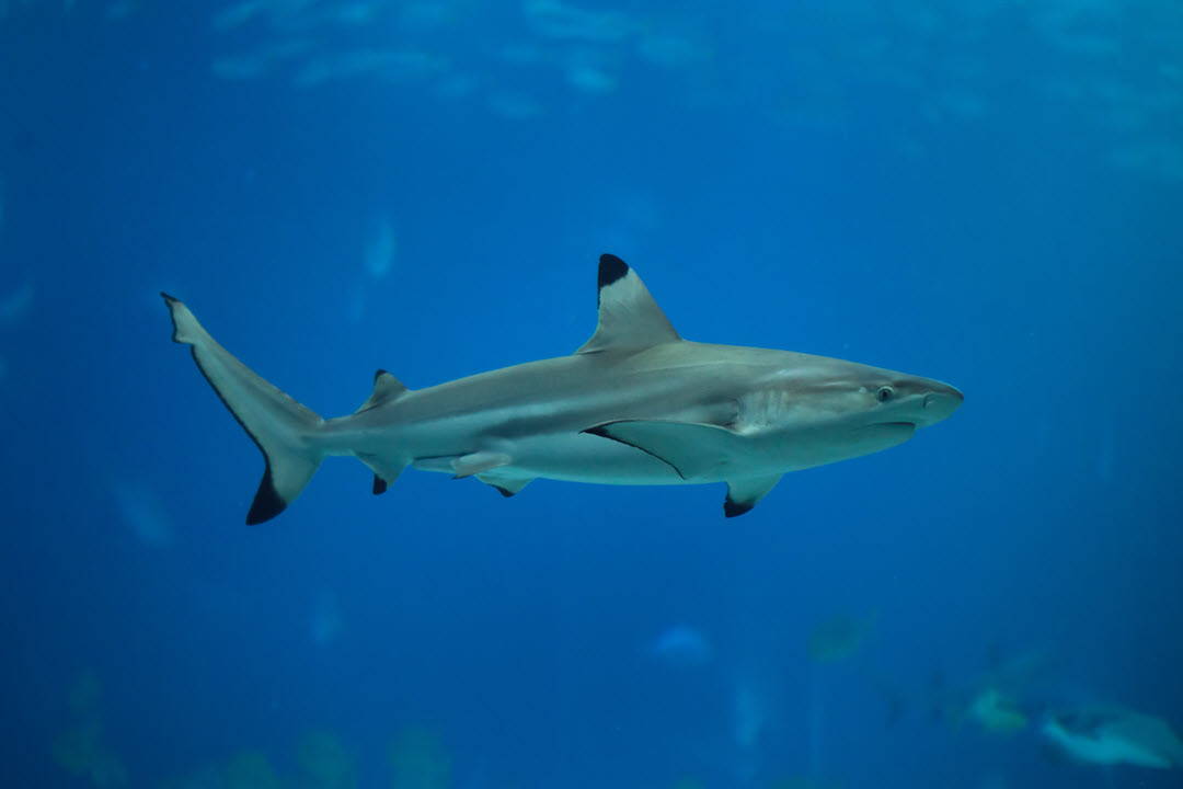 blacktip reef shark requiem