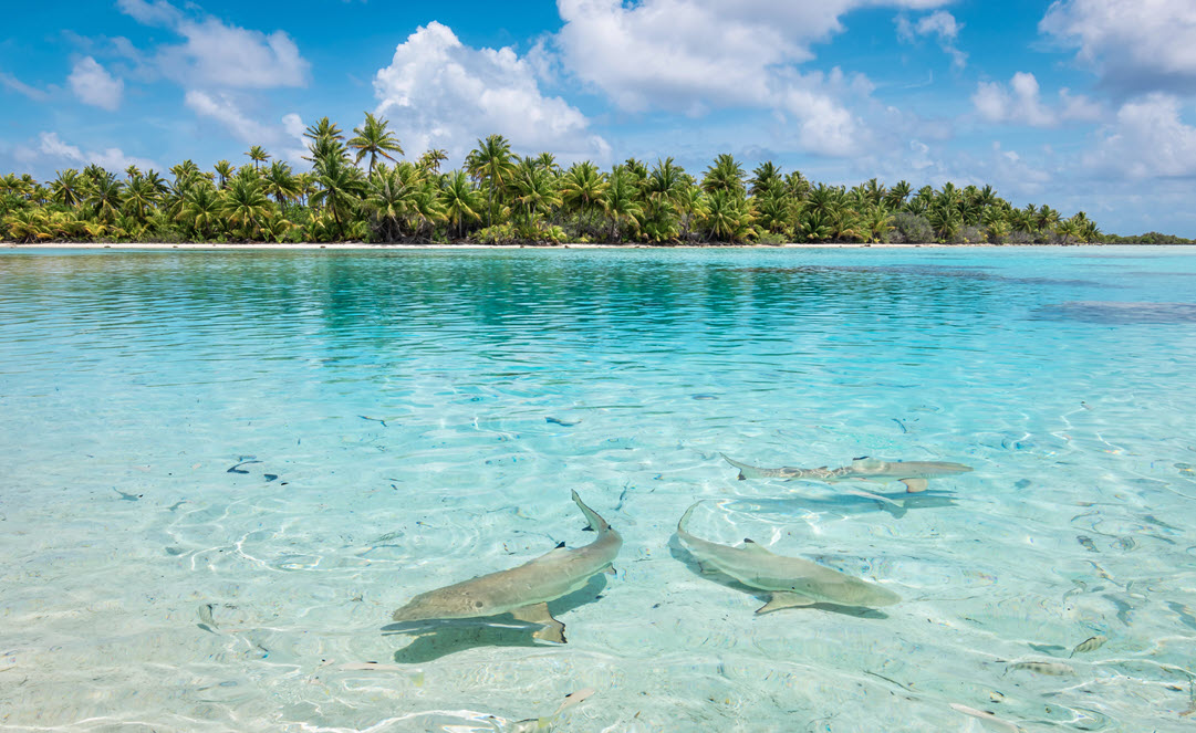 blacktip reef sharks lagoon