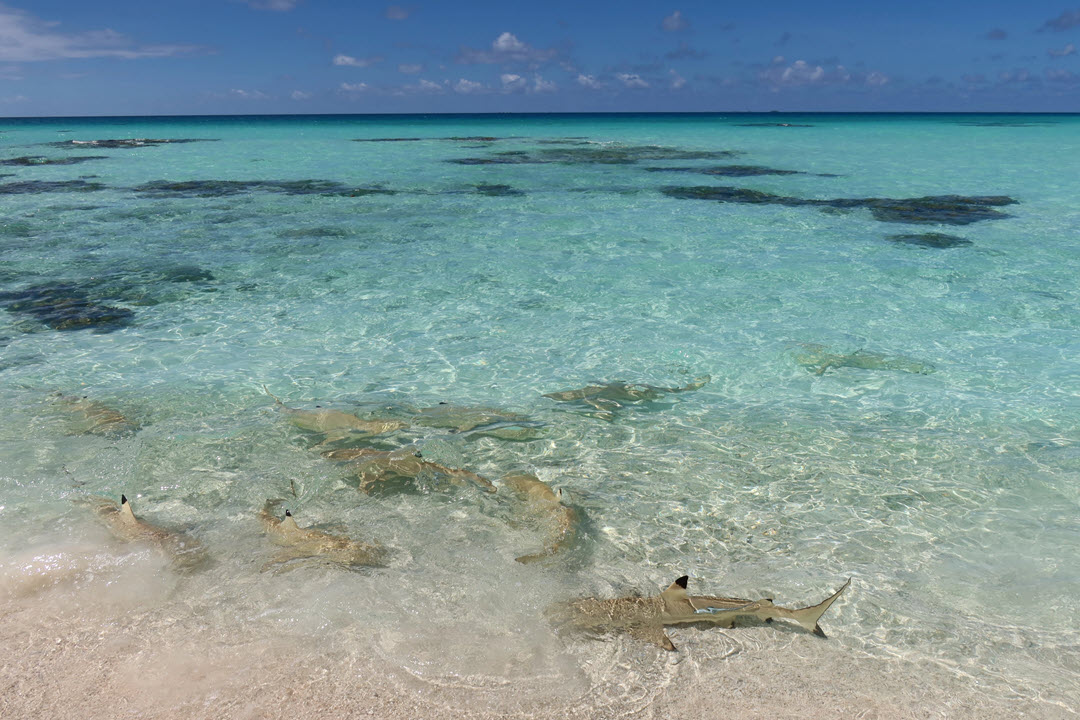 blacktip reef sharks sandy shore