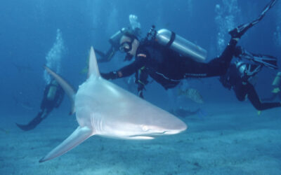 blacktip shark - carcharhinu limbatus in the Bahamas