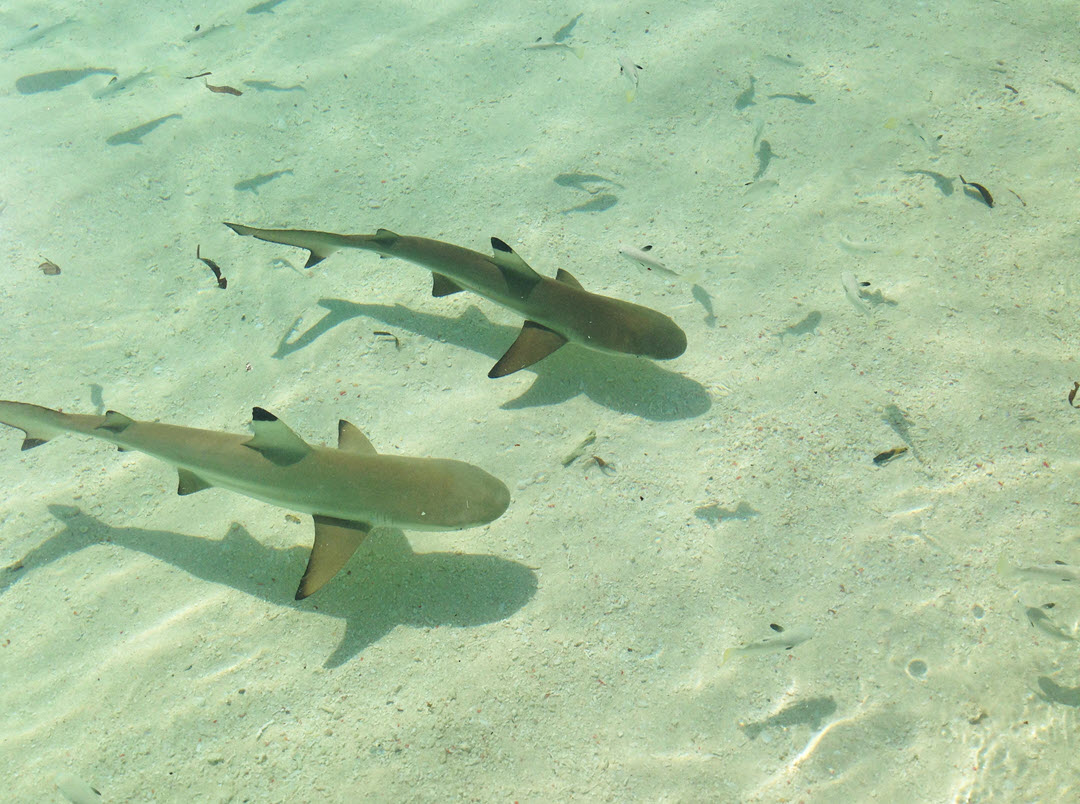 blacktip shark pups Indonesia