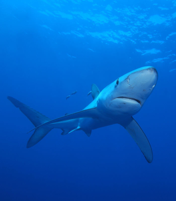 blue shark in the Azores