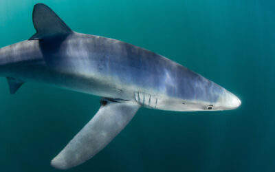 blue shark ocean swimming