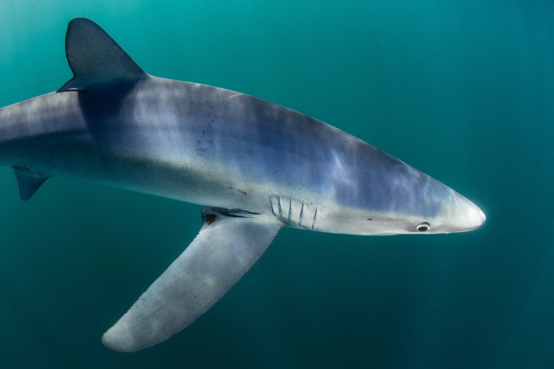 blue shark ocean swimming