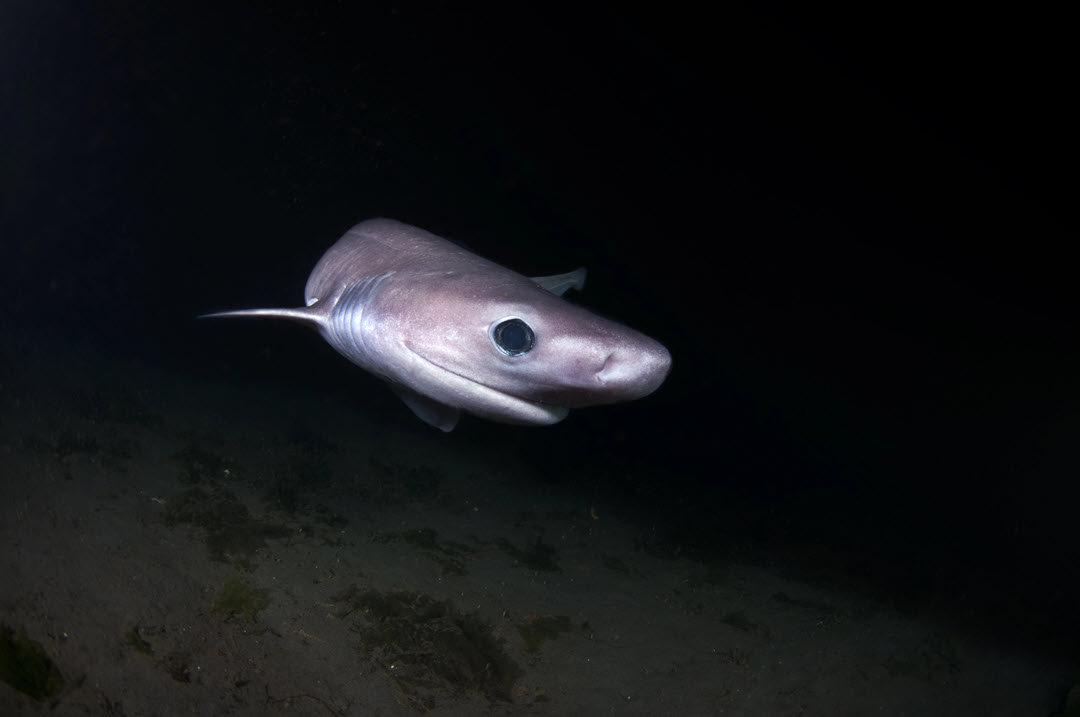 bluntnose sixgill shark baby deep ocean