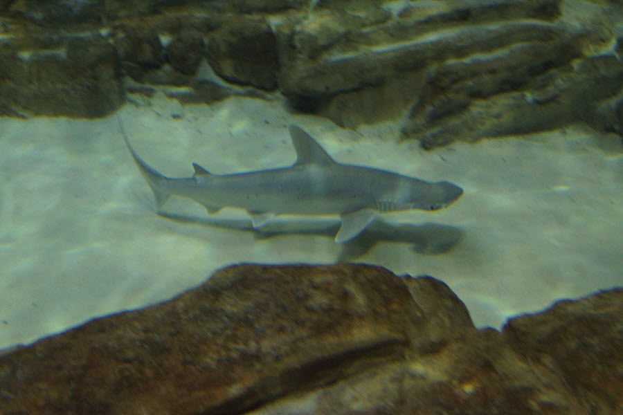 bonnethead shark - hammerhead