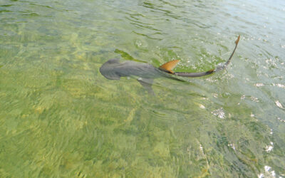 Bonnethead shark ocean