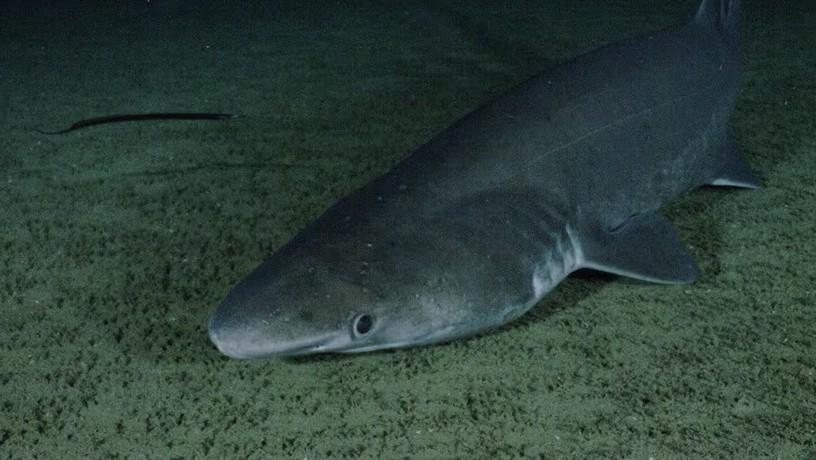 bramble shark NOAA bramble shark NOAA