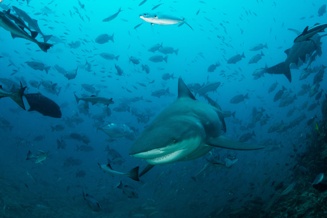 bull shark in fiji
