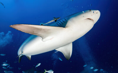 bull shark ocean