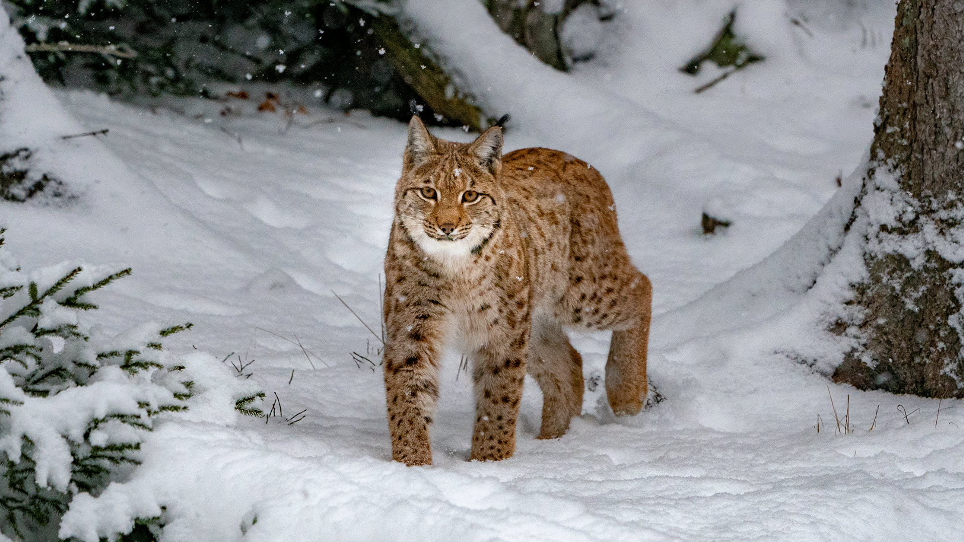 The Canada lynx is a wild cat