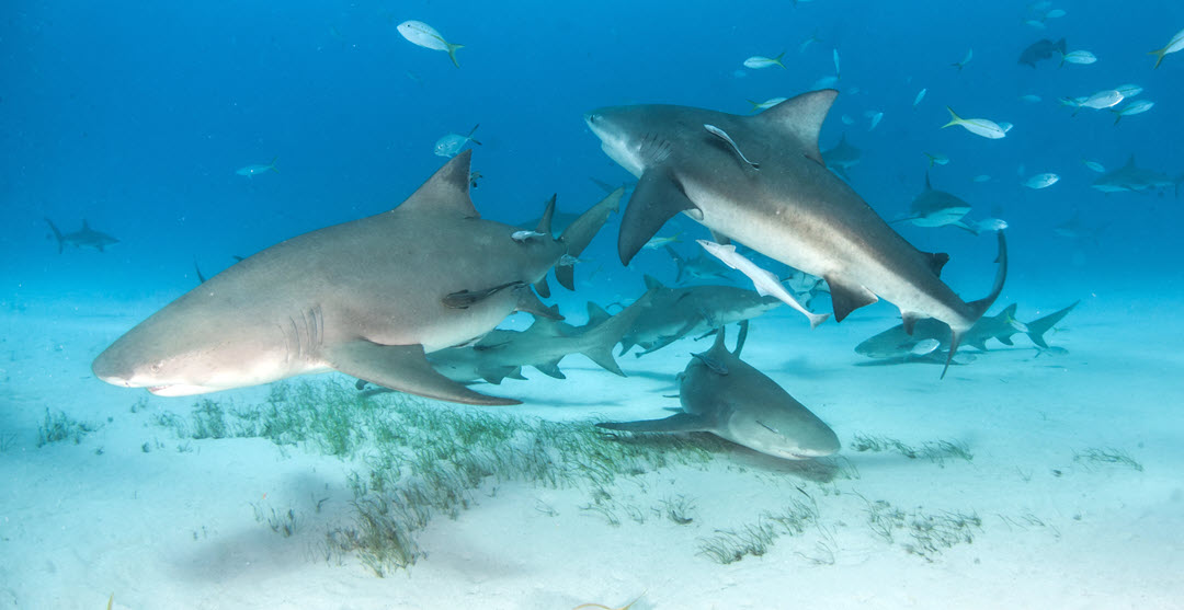 Caribbean reef lemon shark ocean