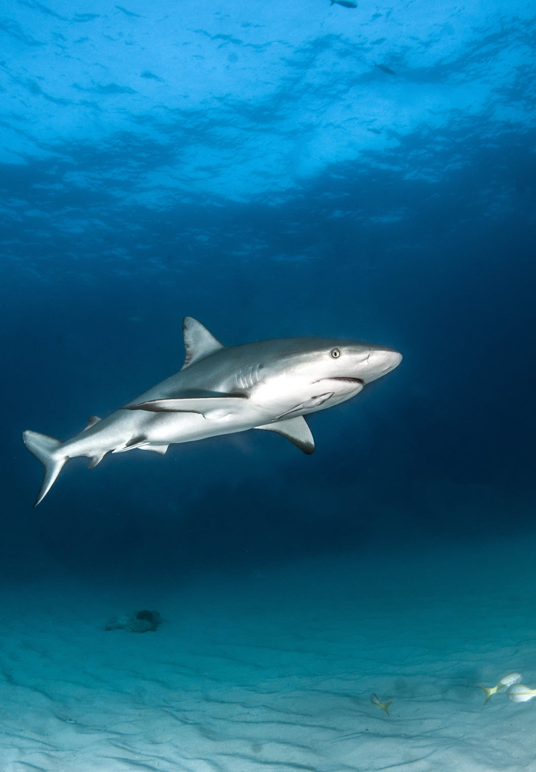 Caribbean reef shark ocean swim