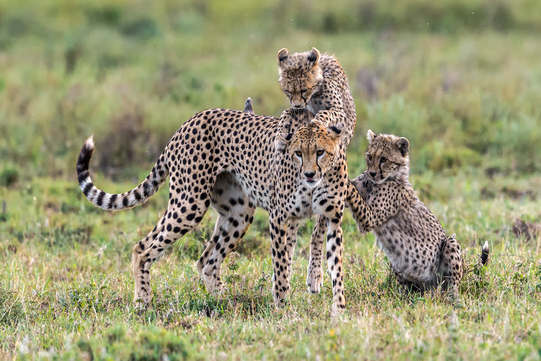 cheetahs are wild cats