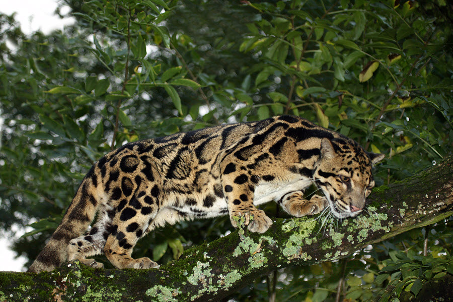 clouded leopard in a tree