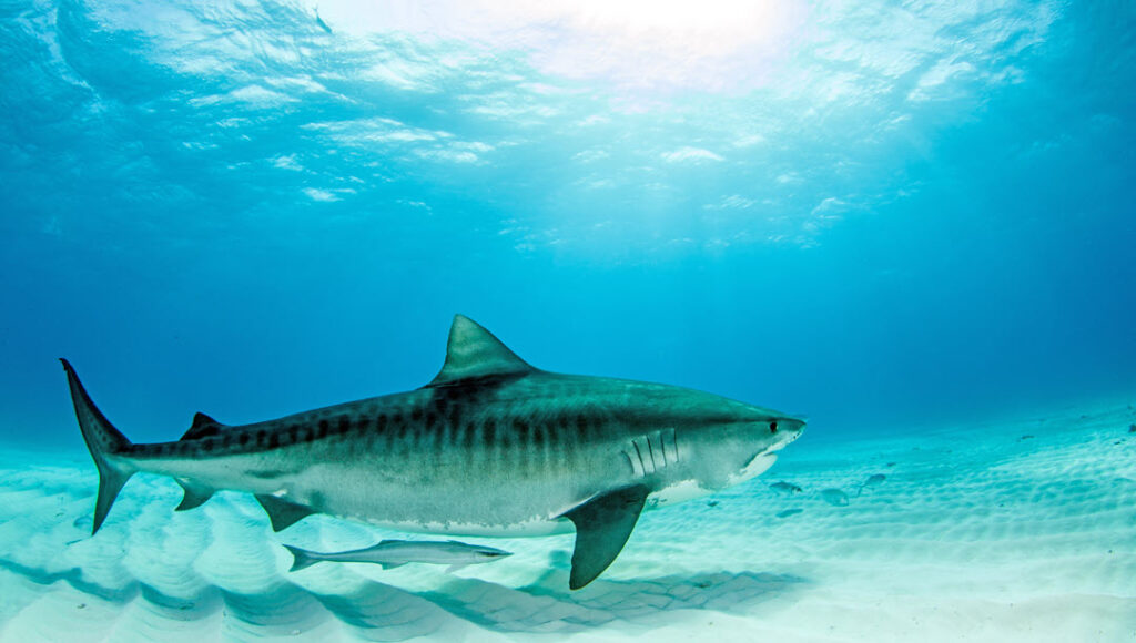 complete list of sharks