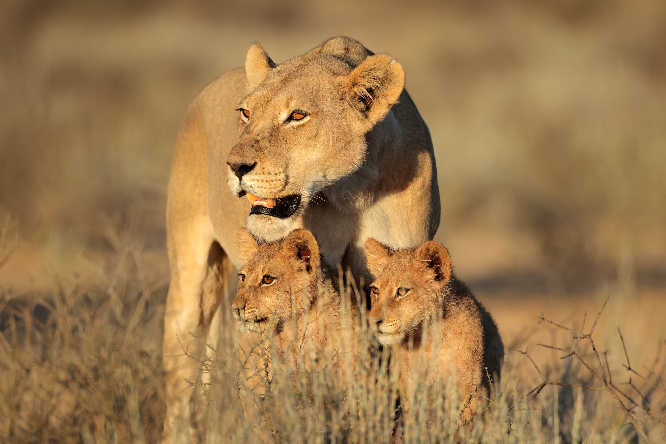 conservation of wild cats